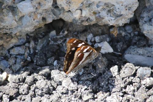 Apatura iris