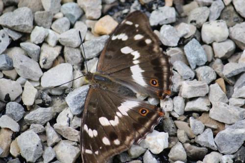 Apatura iris
