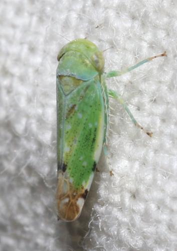 Réf. 266 715 : Opsius stactogalus