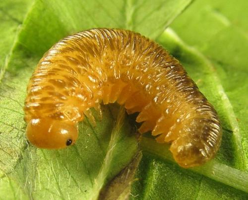 Tenthredo notha