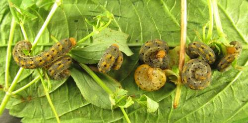 Zonuledo amoena