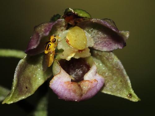 Chlorops sp.