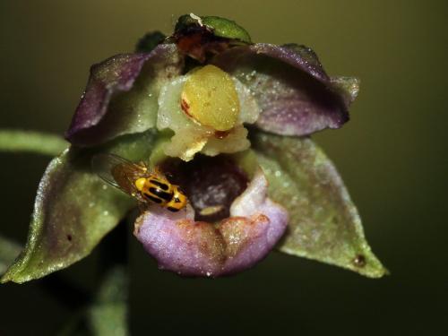 Chlorops sp.
