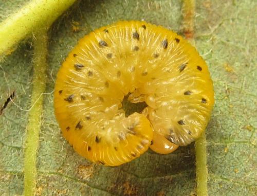 Zonuledo amoena
