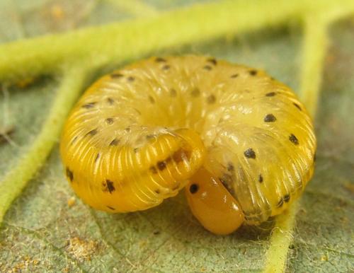 Zonuledo amoena