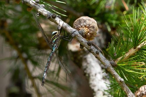 Réf. 266 337 : Aeshna juncea