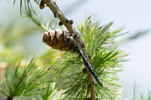 Réf. 266 336 : Aeshna juncea