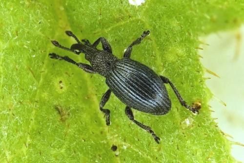 Réf. 266 413 : Ceratapion onopordi