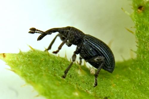 Réf. 266 414 : Ceratapion onopordi