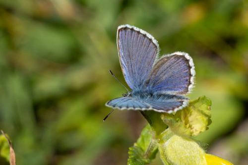 Réf. 266 503 : Plebejus idas