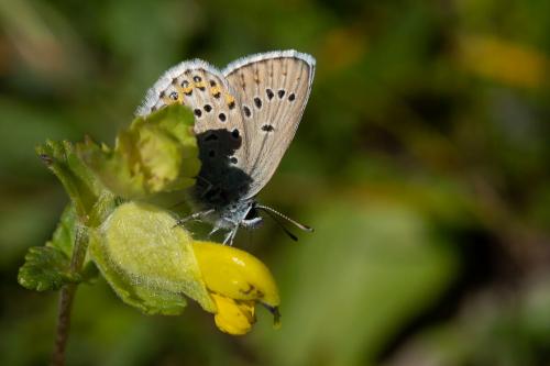 Réf. 266 502 : Plebejus idas