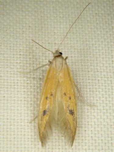 Réf. 266 561 : Epidola stigma