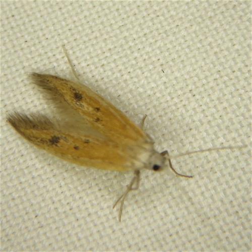 Réf. 266 562 : Epidola stigma