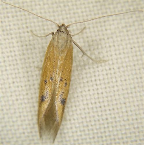 Réf. 266 563 : Epidola stigma
