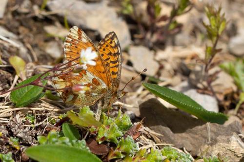 Réf. 266 784 : Boloria pales