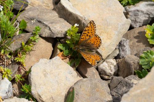 Réf. 266 783 : Boloria pales