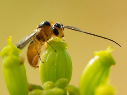 Réf. 266 355 : Ctenopelmatinae inconnu