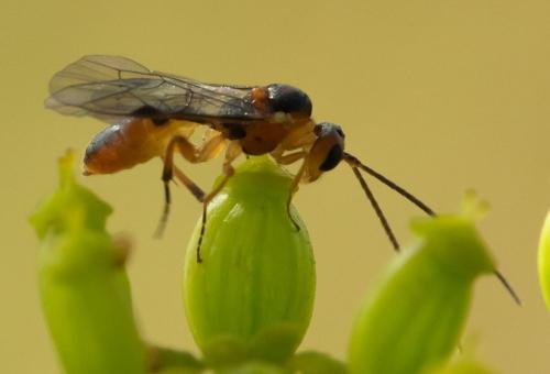 Ctenopelmatinae