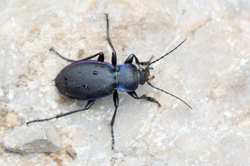 Carabus violaceus