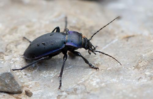 Réf. 266 788 : Carabus violaceus