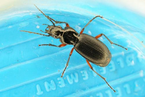 Pterostichus cristatus femoratus