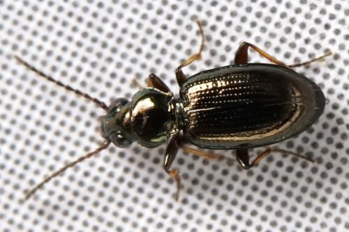 Réf. 266 305 : Bembidion lampros