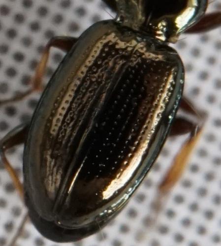 Réf. 266 306 : Bembidion lampros