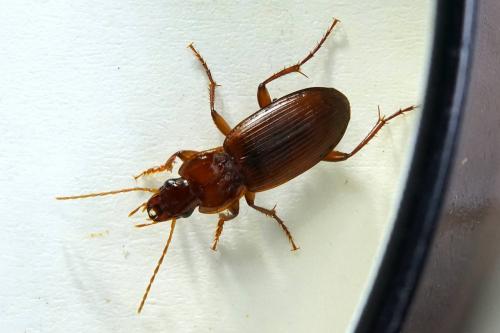 Réf. 266 222 : Platyderus depressus