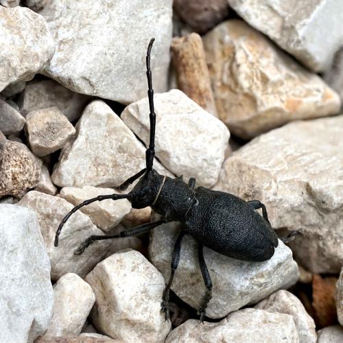 Réf. 266 712 : Morimus asper