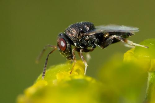 Dinarmus sp.