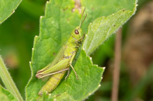 Réf. 266 439 : Chorthippus dorsatus dorsatus