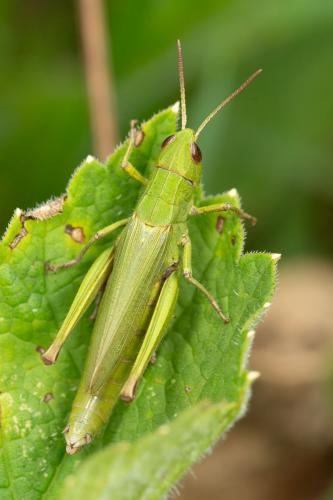 Réf. 266 440 : Chorthippus dorsatus dorsatus