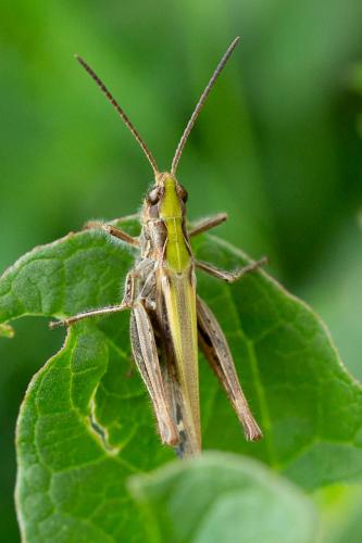 Chorthippus sp.
