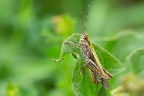 Chorthippus sp.