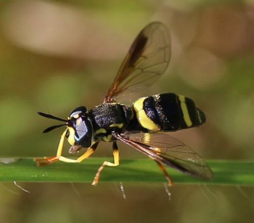 Réf. 266 766 : Chrysotoxum bicinctum