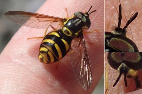 Réf. 266 721 : Chrysotoxum intermedium