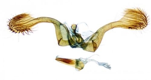 Réf. 266 907 : Clavigesta sylvestrana