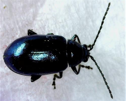 Réf. 266 948 : Altica sp.