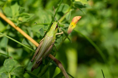 Réf. 266 131 : Pseudochorthippus parallelus