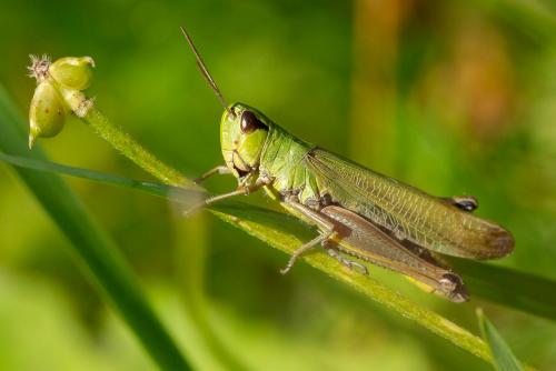 Réf. 266 132 : Pseudochorthippus parallelus