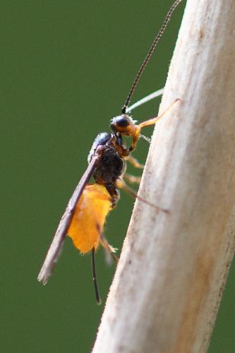 Braconini