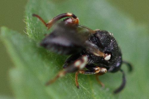 Brachymeria minuta