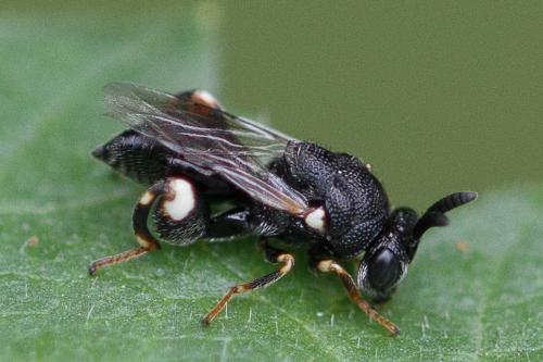Brachymeria minuta