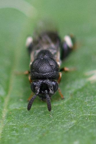 Brachymeria minuta