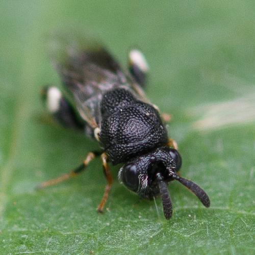 Brachymeria minuta