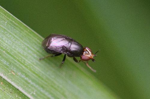 Réf. 266 390 : Camarota curvipennis