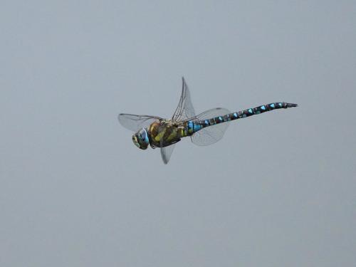 Aeshna mixta