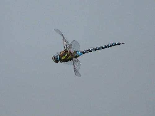 Réf. 266 839 : Aeshna mixta