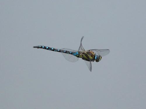 Aeshna mixta