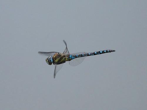 Aeshna mixta